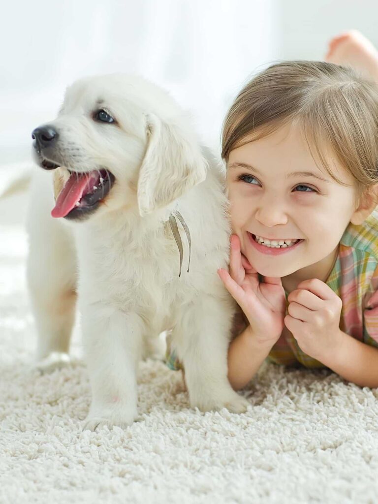 Cute happy young girl and adorable retriever puppies on very clean white carpet.