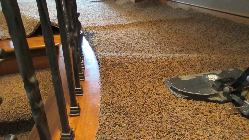 Carpet power stretching by PUIRI technician in Longview, WA.