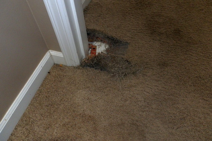 Carpet pet damage repair in Astoria, OR by PUIRI, fixing scratches, stains, and torn carpet areas.