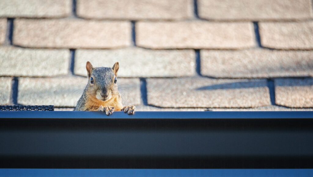 Professional gutter cleaning to prevent pest infestations.