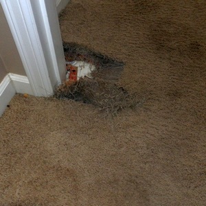 carpet-pet-damage-repair-astoria-or